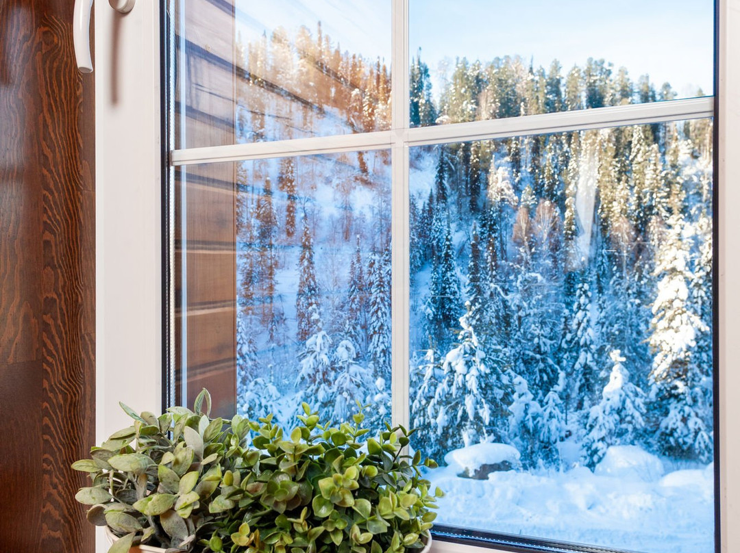 Leontopodium Teletskoye主图