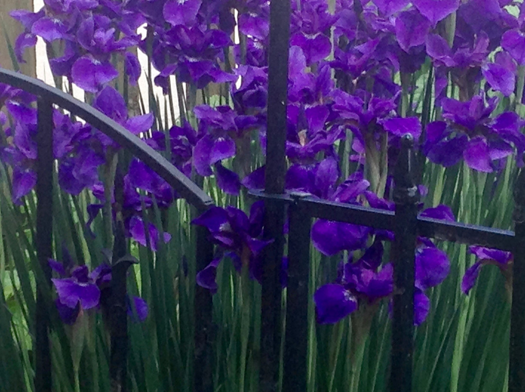 An Authentic Afternoon Tea-Bay Village必去景点