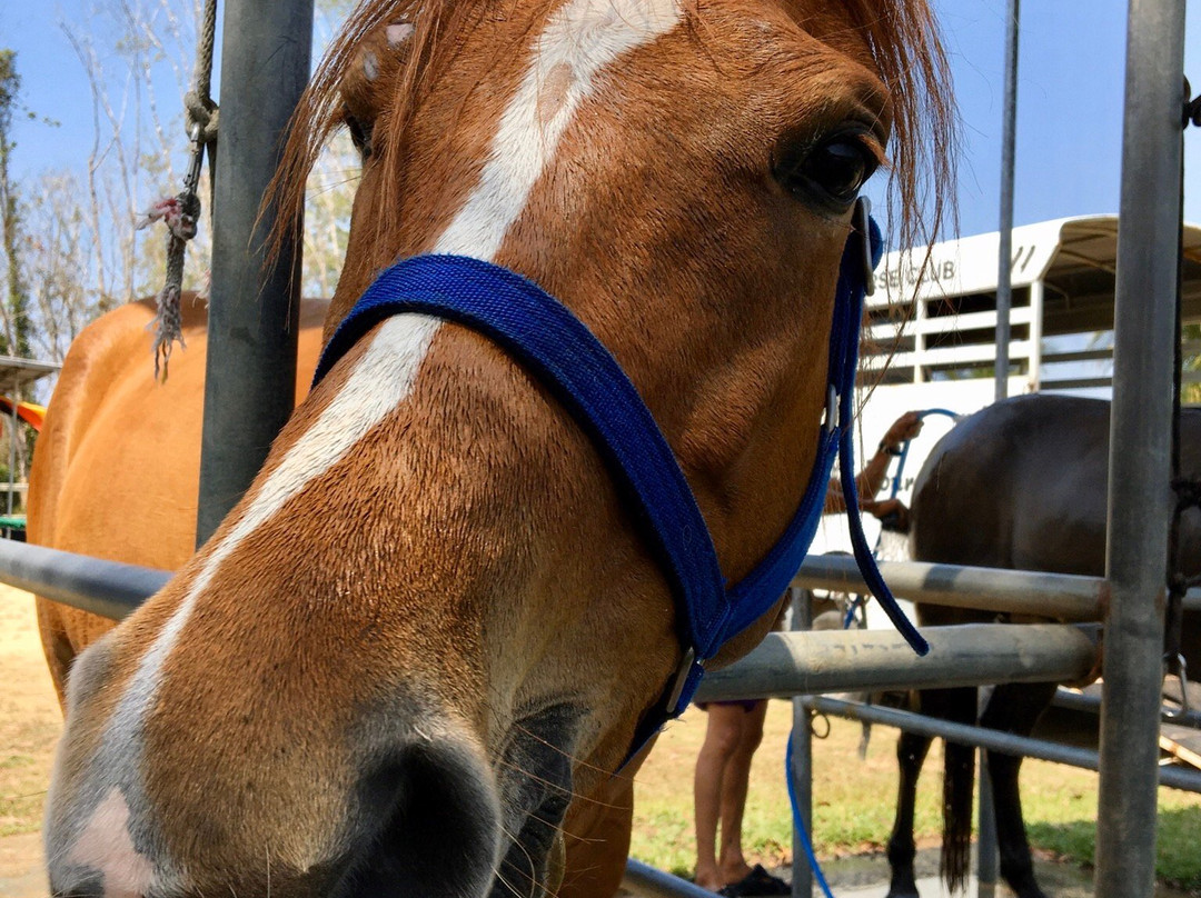 Khaolak Horse Club-拉克山必去景点