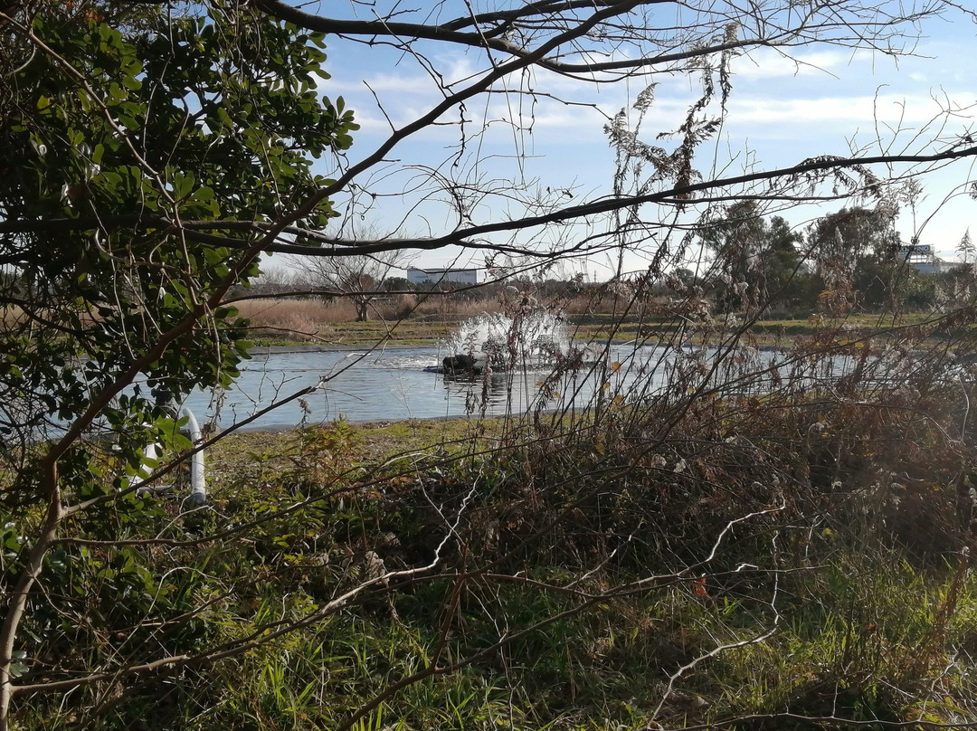 Gyotoku Birdwatching Facility-市川市必去景点