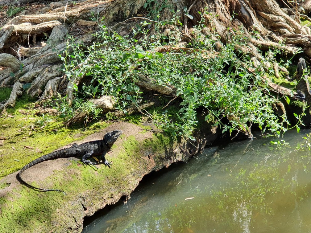 Kooloonbung Creek Nature Park-麦克夸利港必去景点