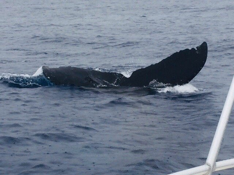 Makai Adventures-拉海纳必去景点