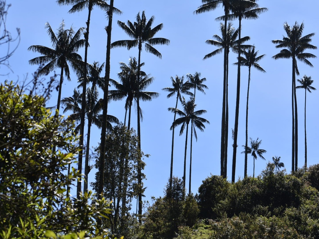 Bonsai Casa Hotel主图