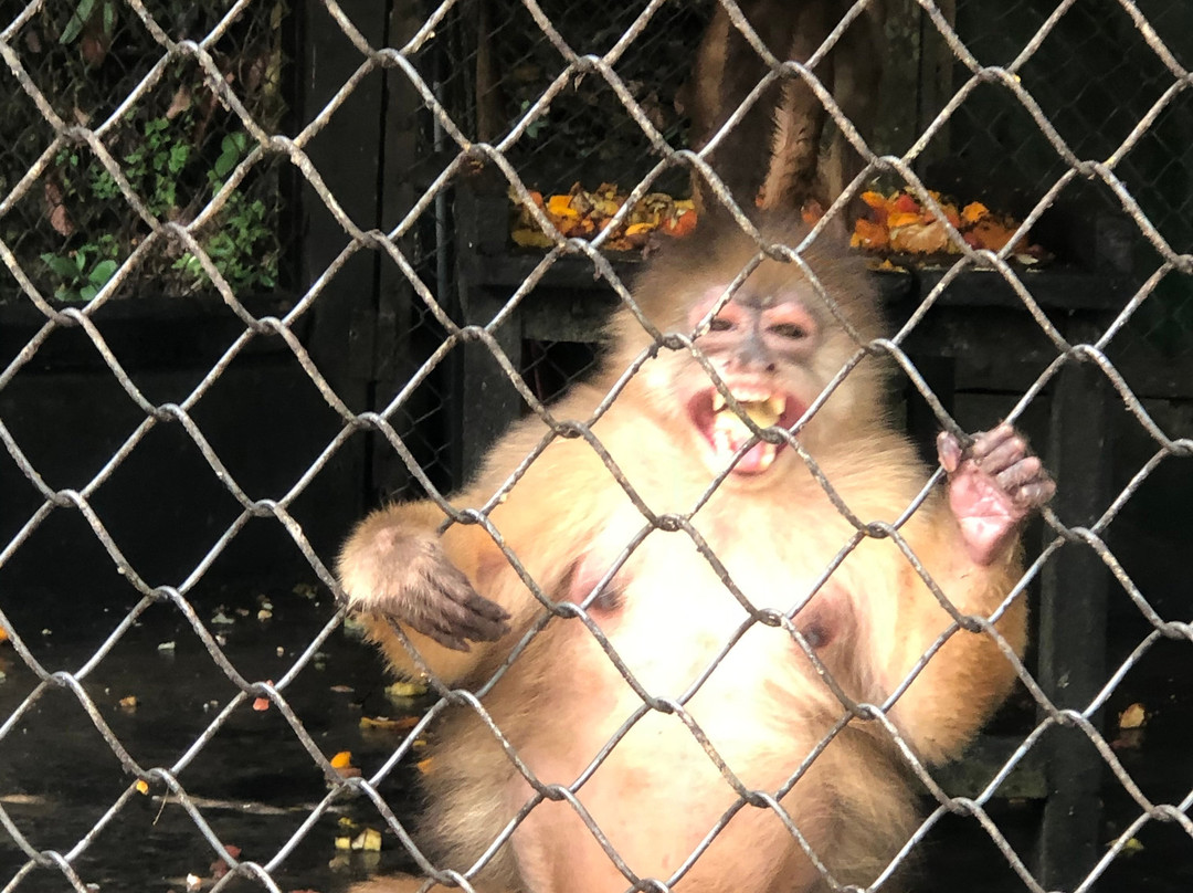 Quistococha Zoo景点图片