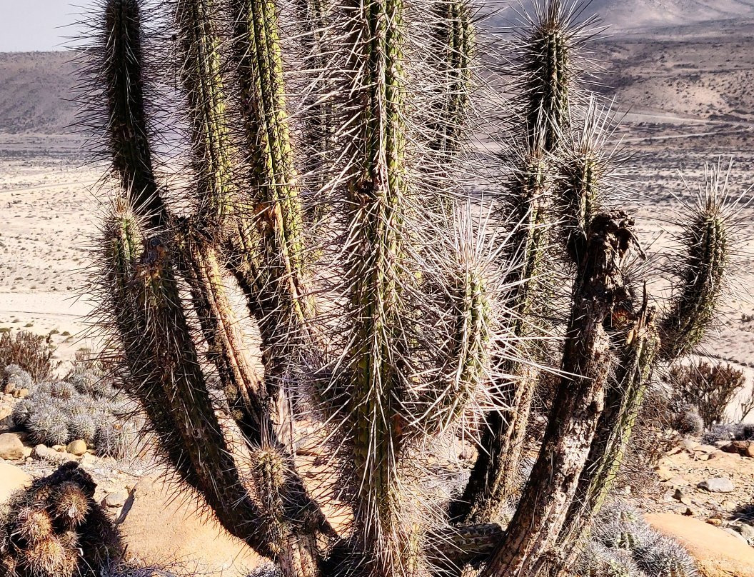 Whale Watching Chile-拉塞雷纳必去景点
