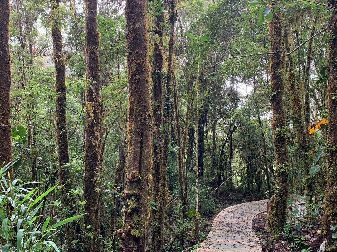 Parque National Los Quetzales景点图片