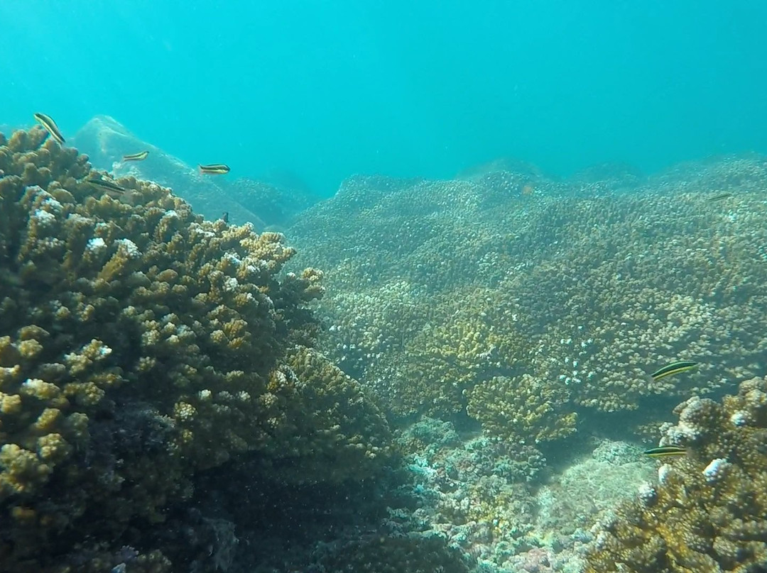 Seven Bay Snorkel Cruise景点图片