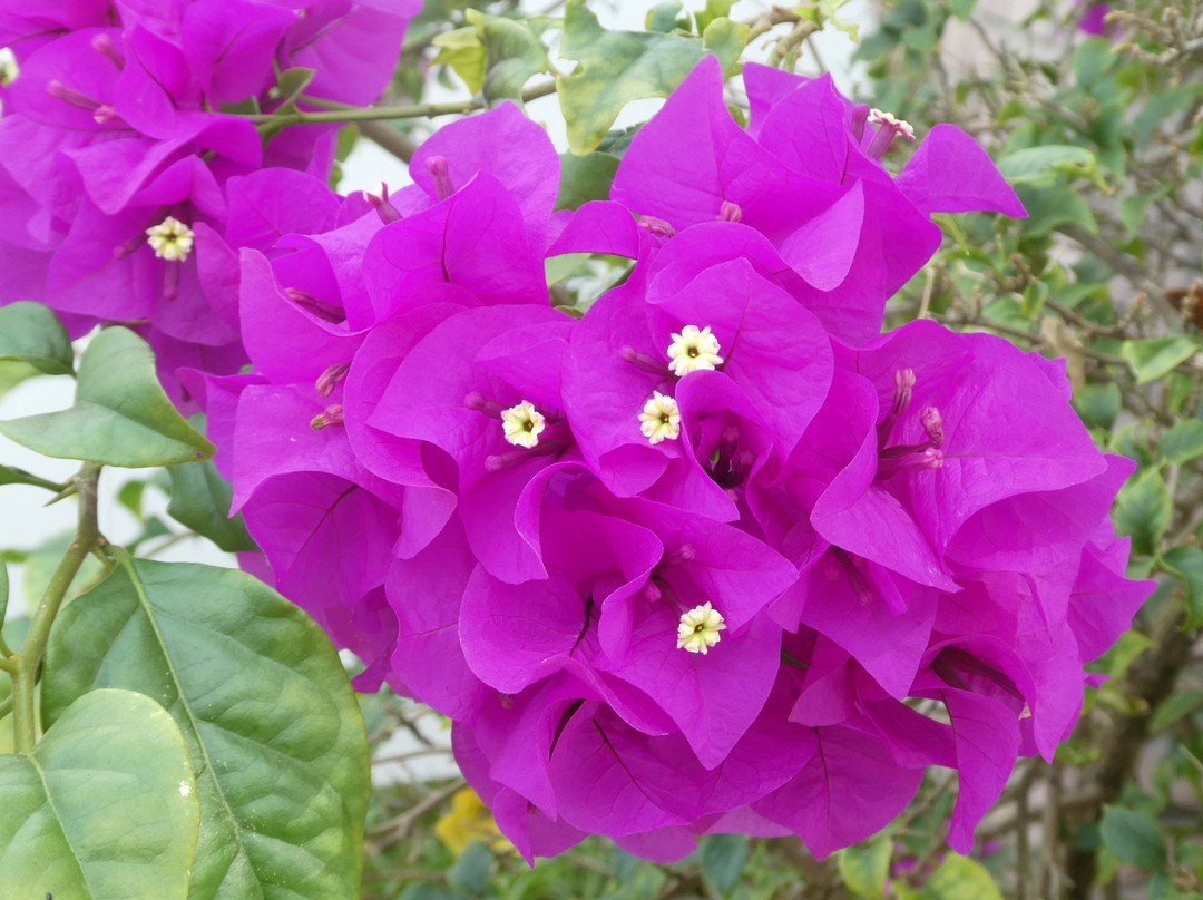 Darwin Brewing Company, Beer Garden, and Taproom-布雷登顿必去景点