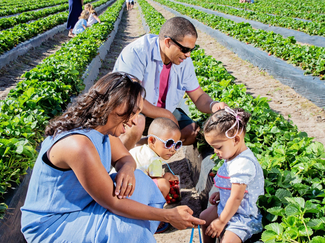 Redberry Farm-乔治必去景点