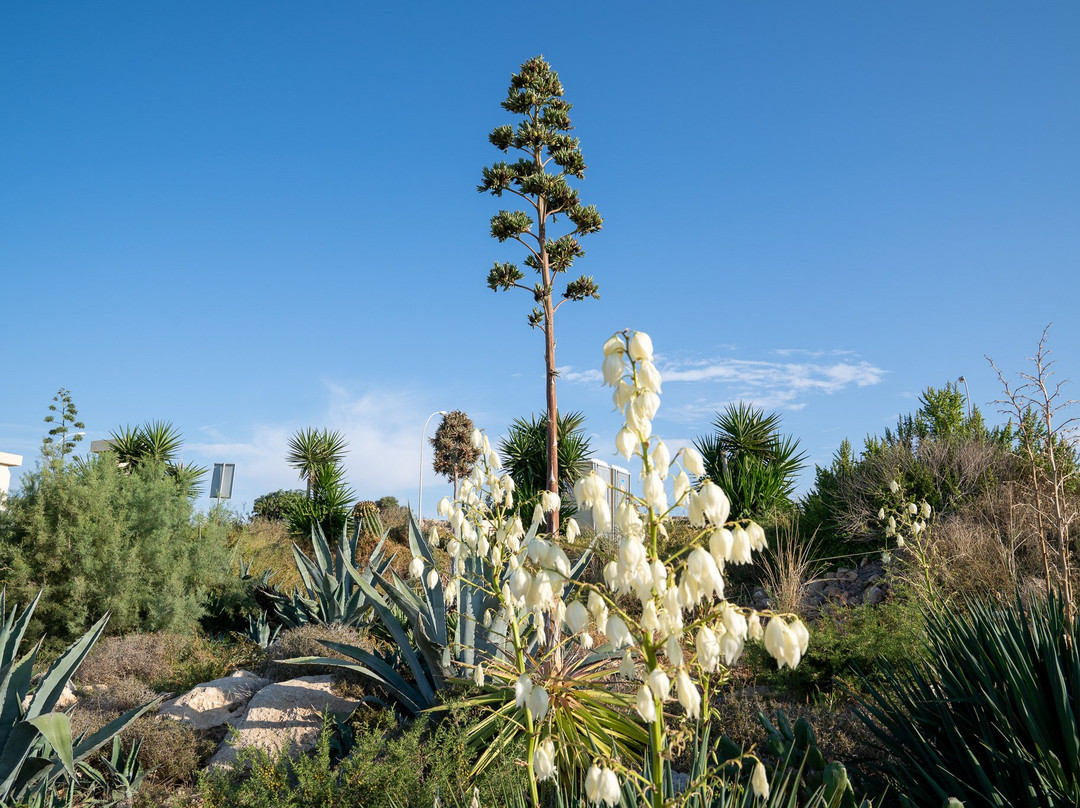 Ayia Napa Cactus Park景点图片