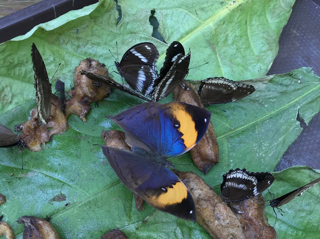 Bangkok Butterfly Garden and Insectarium景点图片