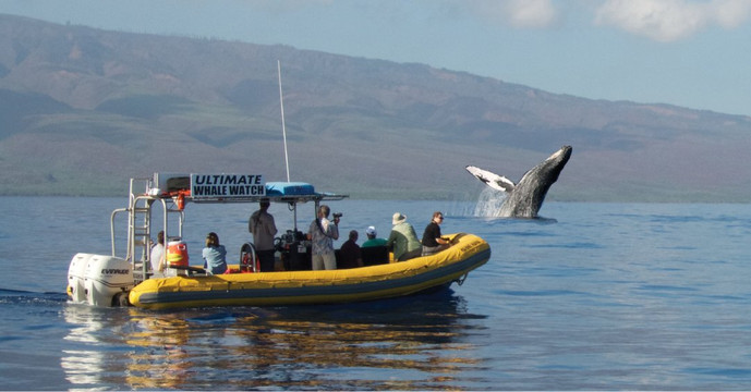 终极观鲸之旅-拉海纳必去景点
