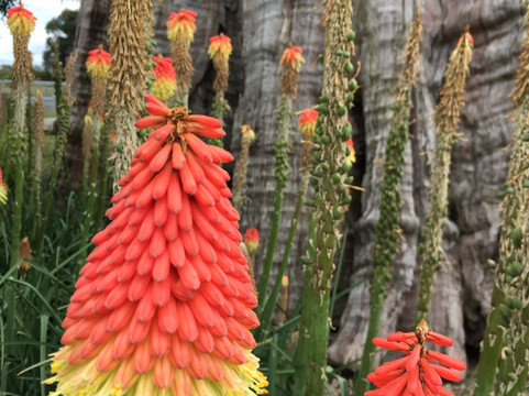 The Big Stump-Darnum必去景点