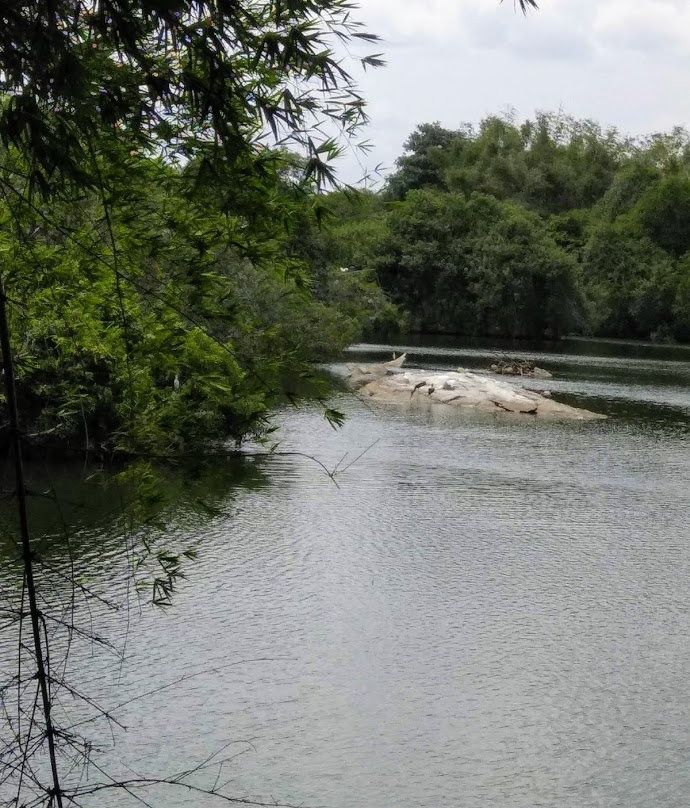 Ranganathittu Bird Sanctuary景点图片