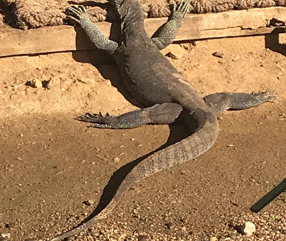 Leopard Safaris Yala主图