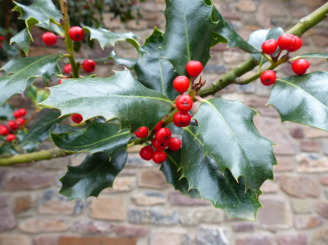 El Acebo De Casa Muria主图