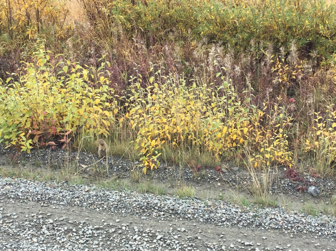 Eielson Visitor Center景点图片