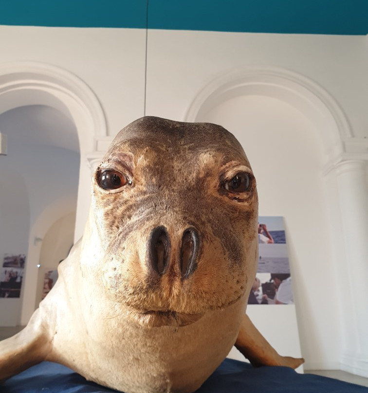 KĒTOS - centro euromediterraneo del mare e dei cetacei-塔兰托必去景点