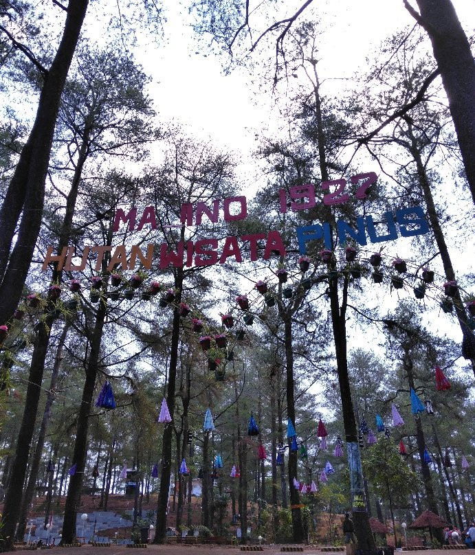 Malino Pine Forest-Malino必去景点