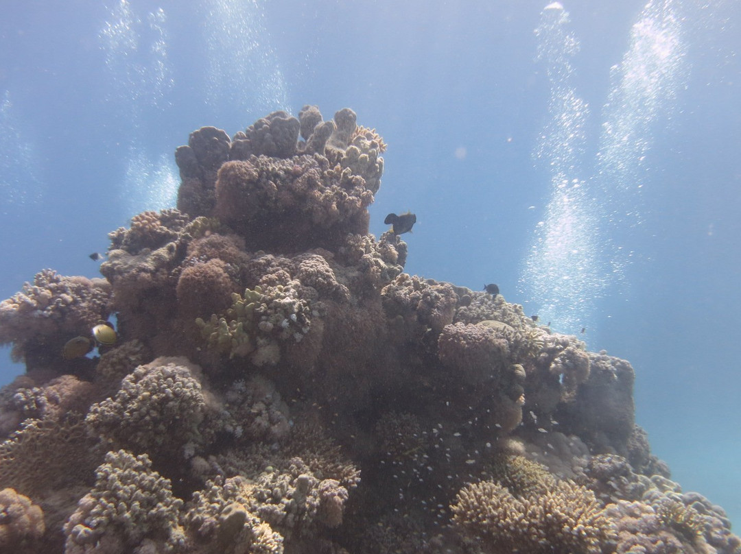 Scuba World Divers Soma Bay景点图片