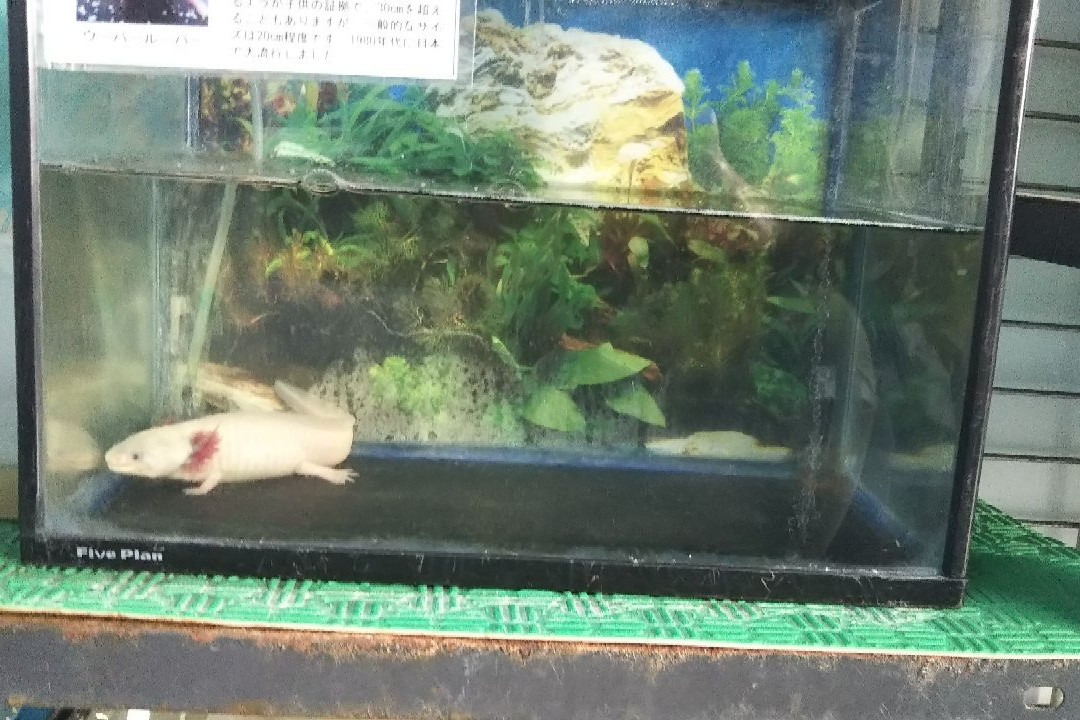 Aqua Tojo-加东市必去景点