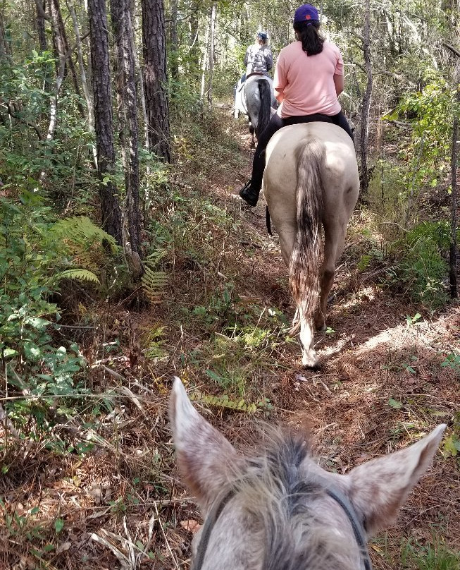 Desperado Horse Farm-Rocky Point必去景点