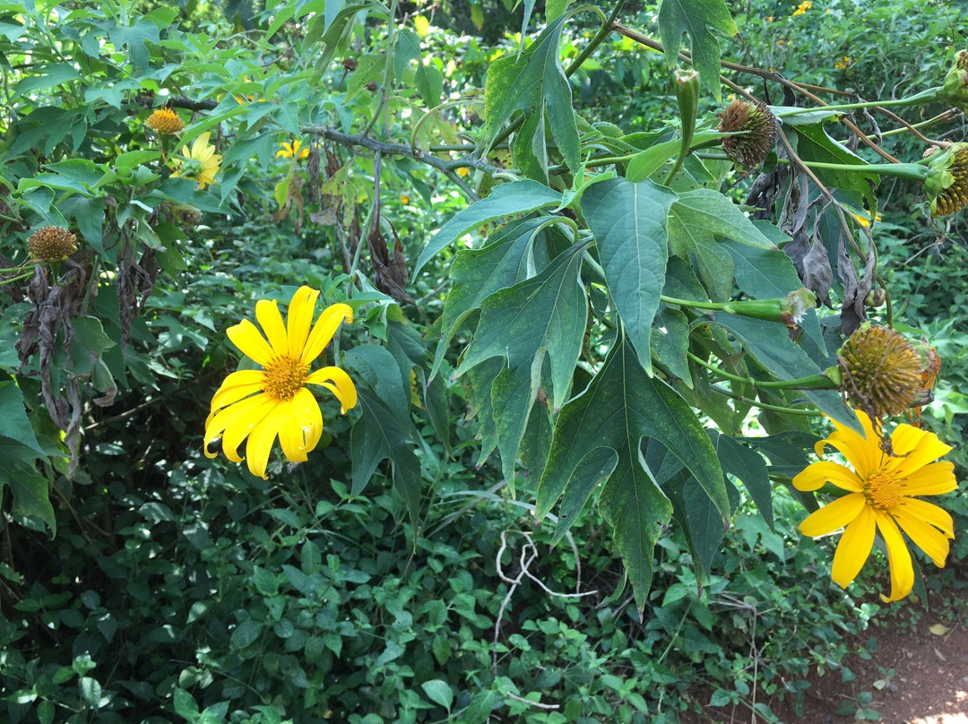 Entebbe Botanical Gardens景点图片