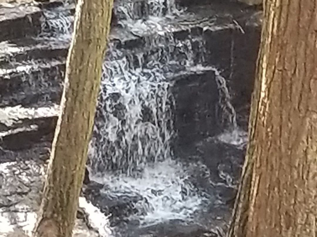 Salt Springs State Park景点图片