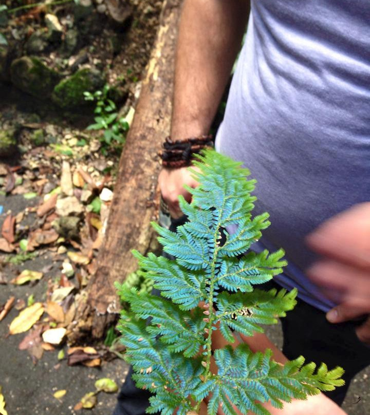 DT's Jamaica Tours and Taxi Service-奥乔里奥斯必去景点