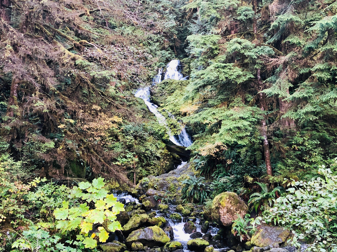 Quinault Rain Forest景点图片
