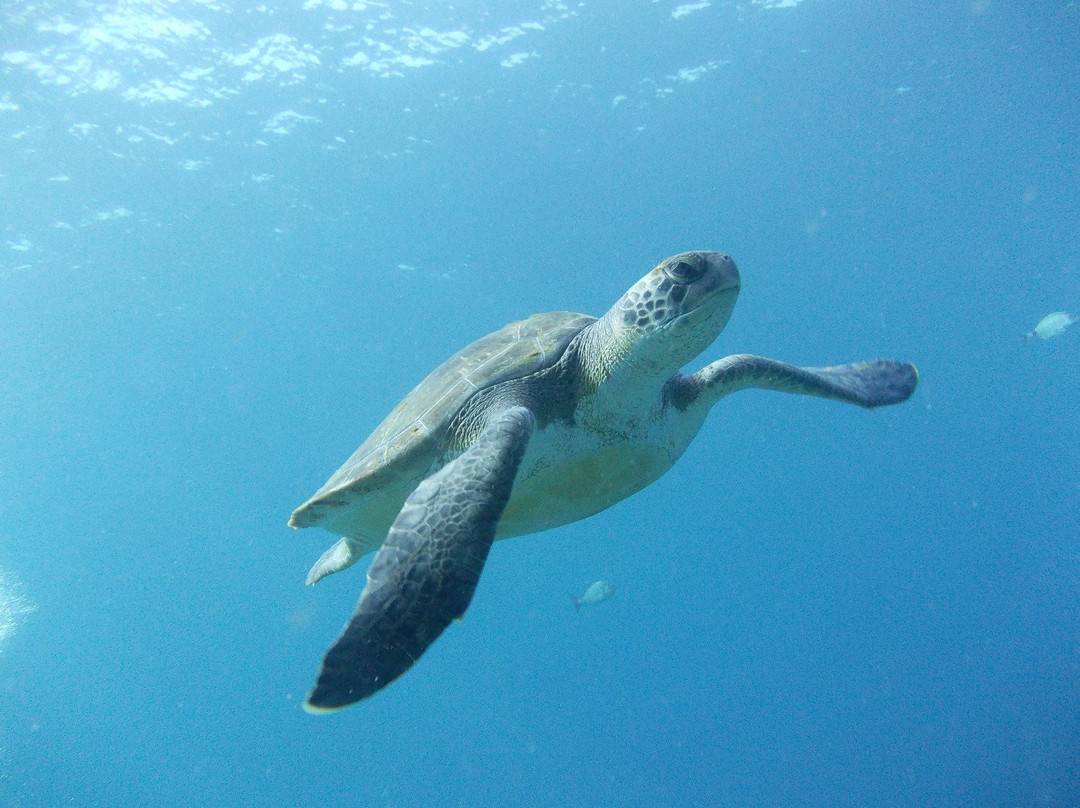 Tenerife Scuba-特纳里夫必去景点