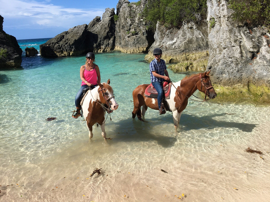 Bermuda's Best Horse Trail Rides and Horses
