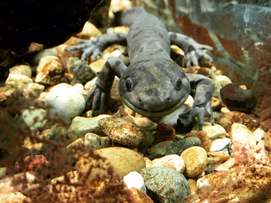 Bramble Park Zoo-沃特敦必去景点