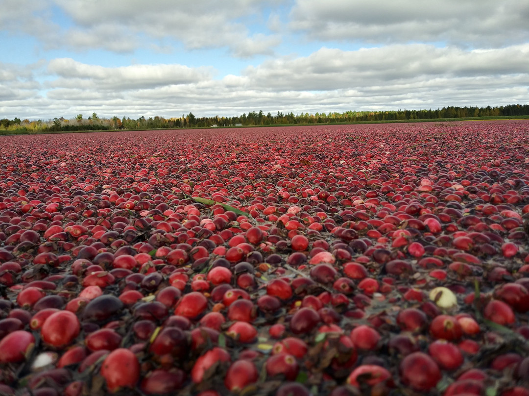Lake Nokomis Cranberries-伊格尔里弗必去景点