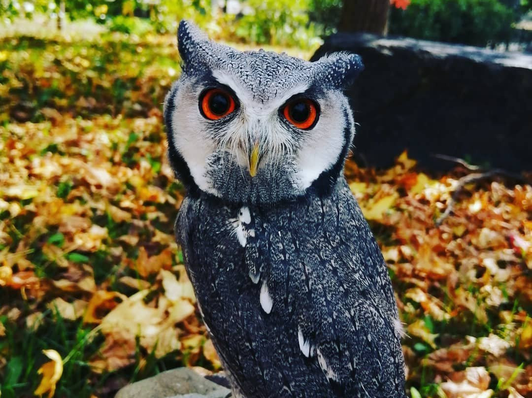 Bim Bum Baaam Fantaparco Fattoria Didattica-Bussoleno必去景点