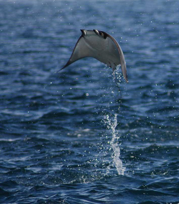 Mar y Sierra-Cabo Pulmo必去景点