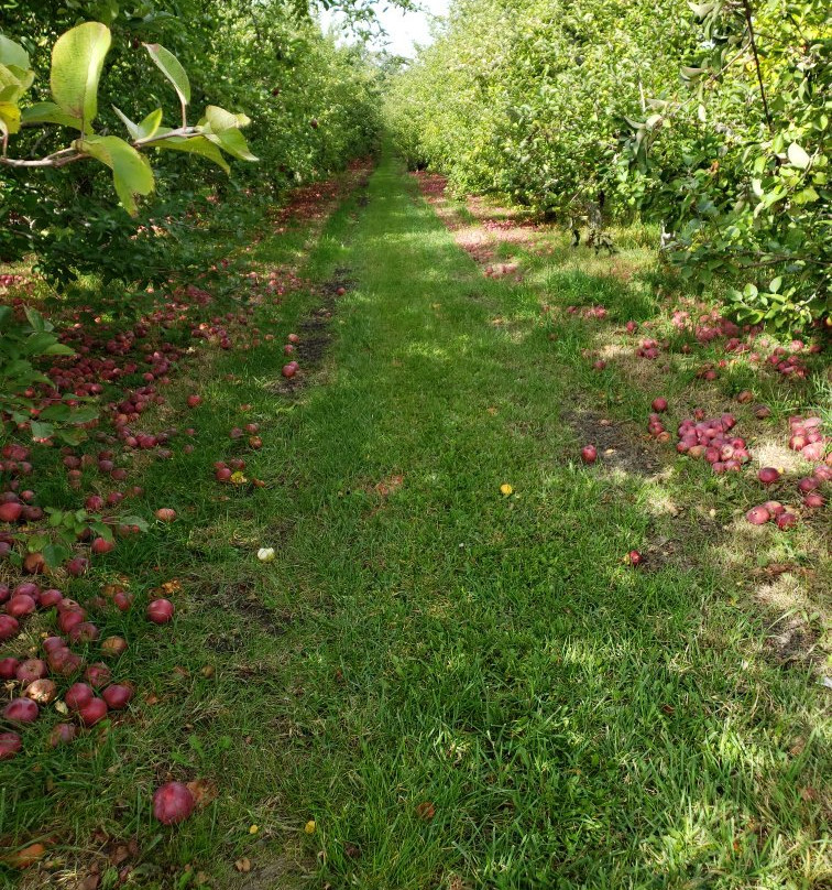 Windy Hill Orchard景点图片