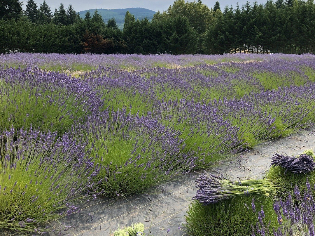 Fleurish Lavender of Lost Mountain景点图片