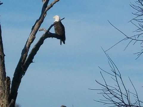 AJ's Wood Door Flea Market