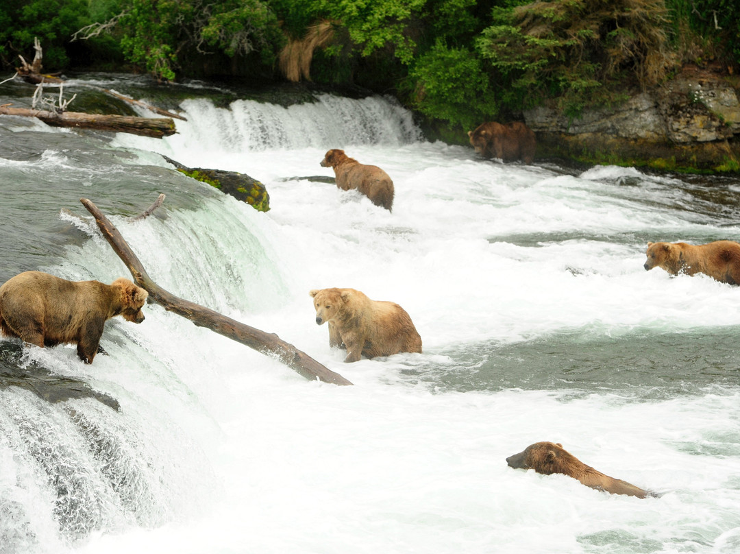 Katmai Water Taxi景点图片