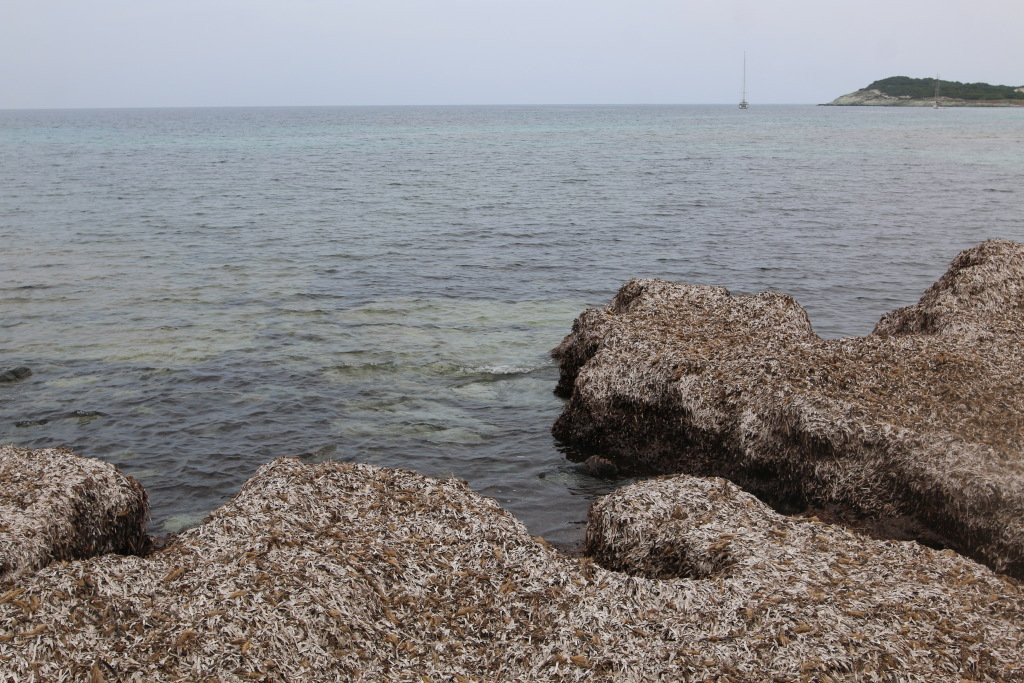 Plage de Barcaggio景点图片