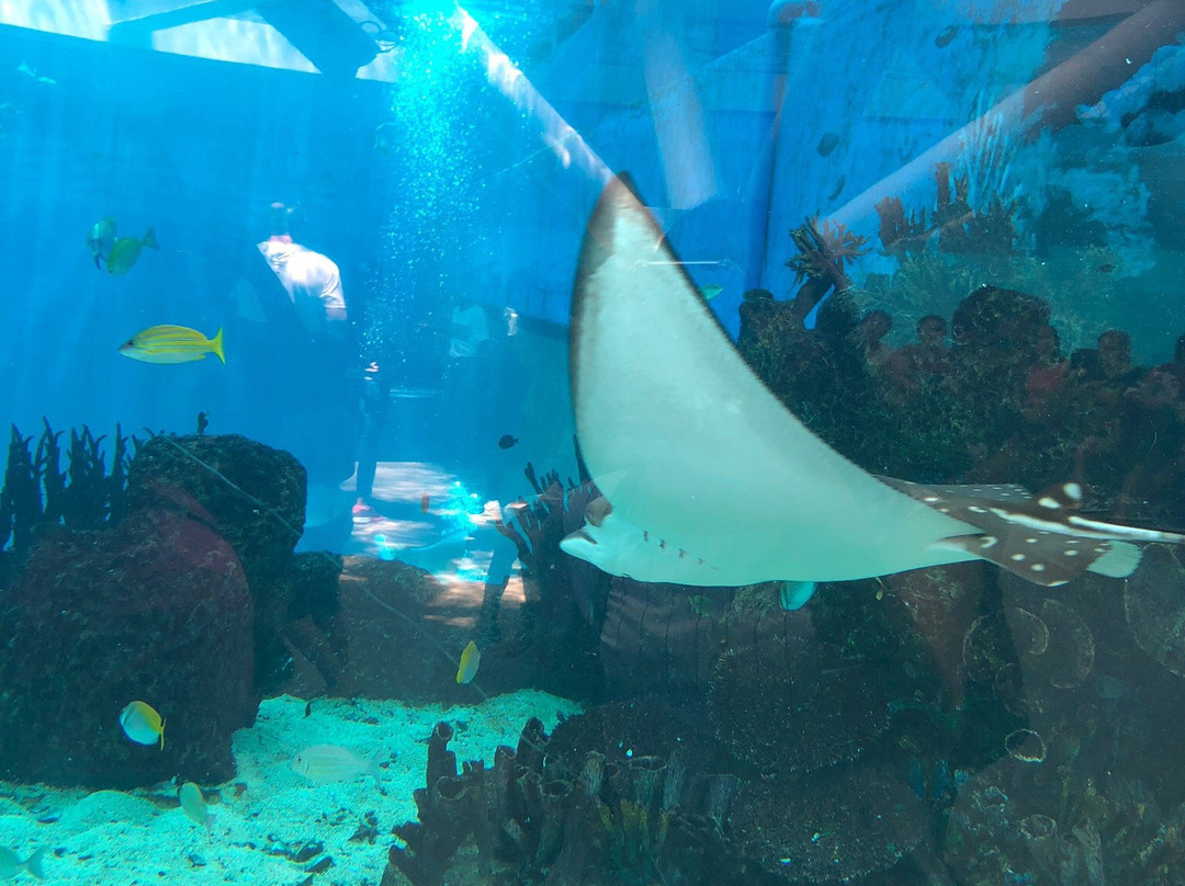 Cebu Ocean Park景点图片