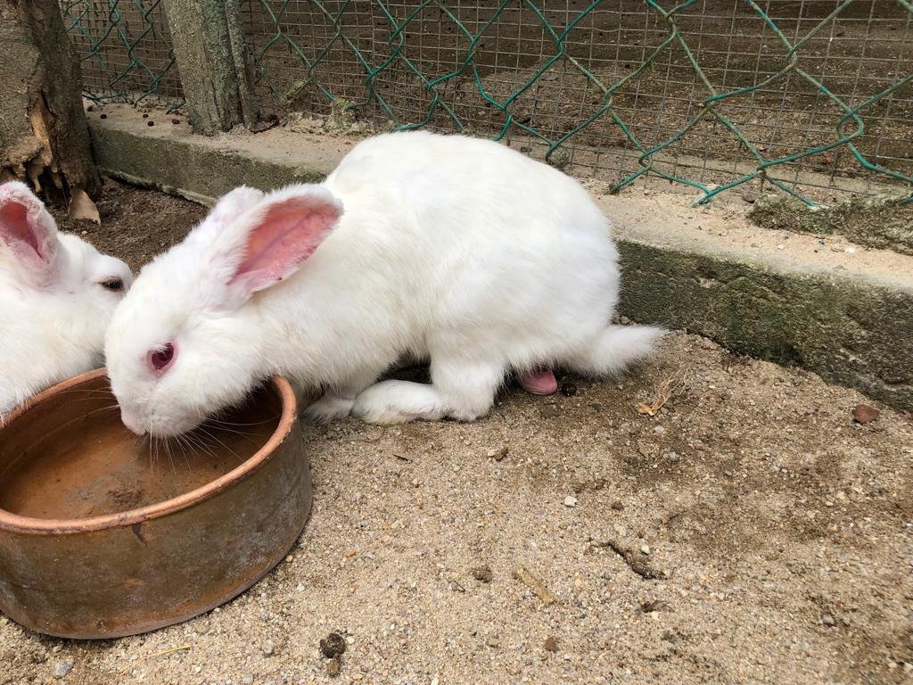 Bukit Tinggi Rabbit Farm-文冬必去景点