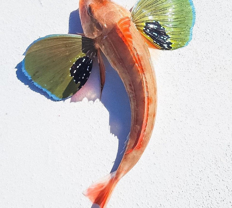 Ezifish Charters景点图片