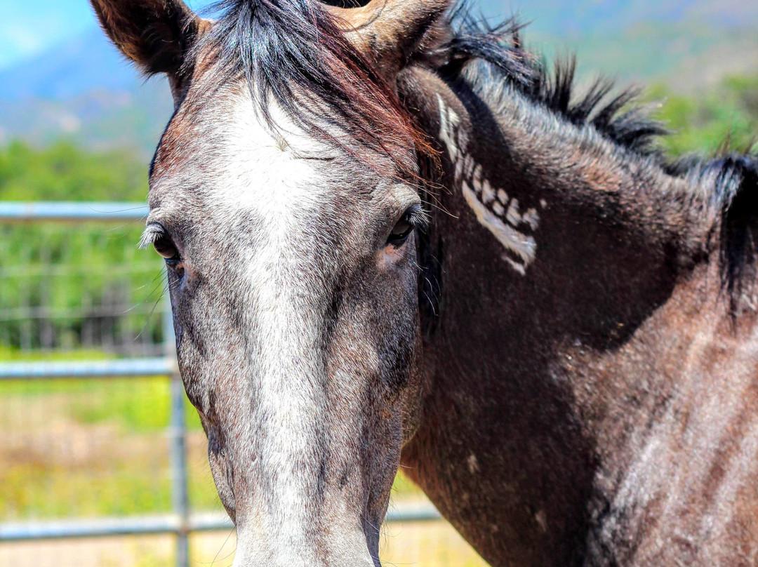 American Legend Mustang-奥海必去景点