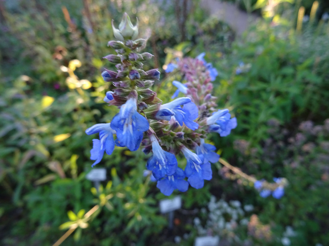 Botanische Tuin Dr. Costerus景点图片