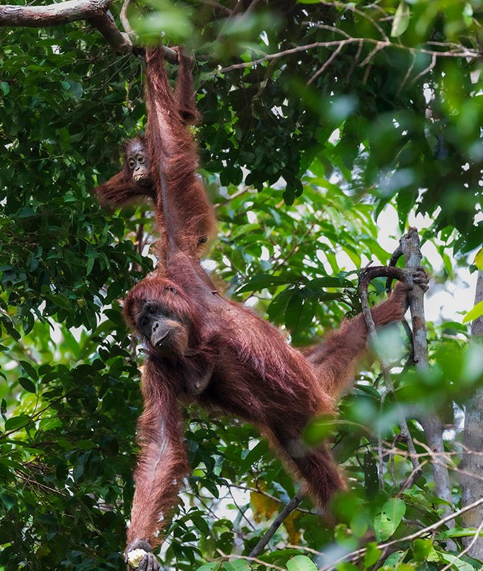 Pondok Tanggui Orangutan Rehabilitation Center-Kumai必去景点