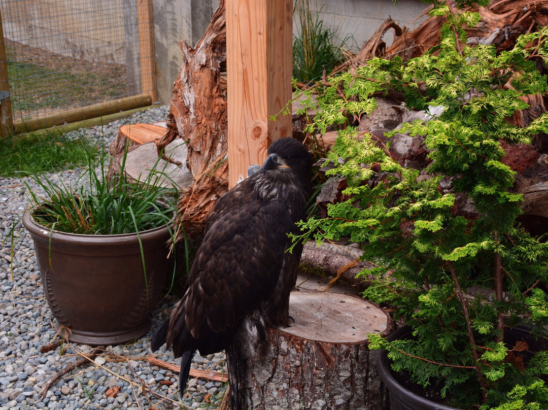 North Island Wildlife Recovery Centre景点图片