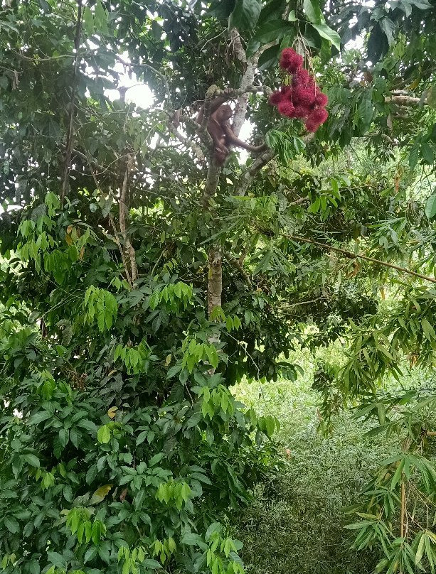 Sandakan Rainforest Discovery Centre (RDC)景点图片