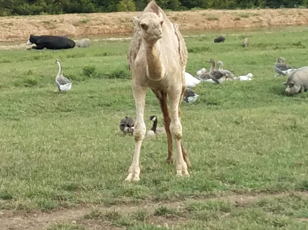 Where Pigs Fly Farm & Pigs Aloft Museum-Linn必去景点
